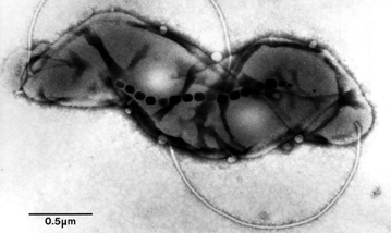 Bacteria Magnetotctica